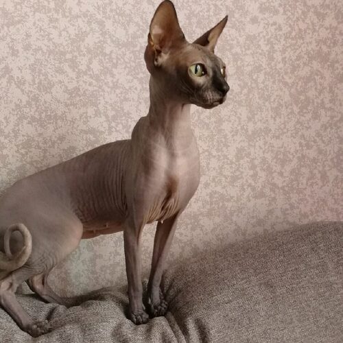 Photo #8791076