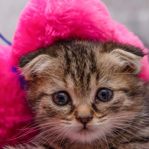 Photo #8791255