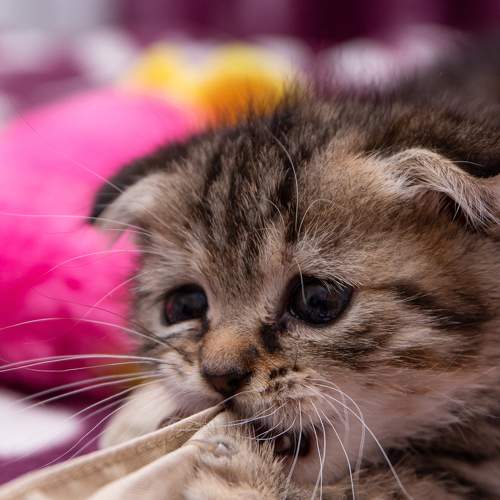 Photo #8791257