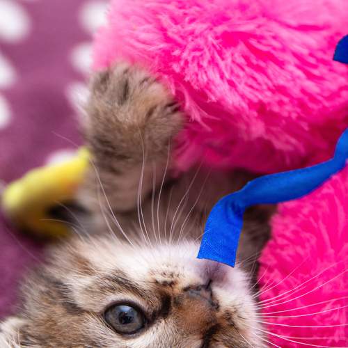 Photo #8791262