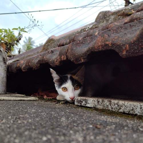 Photo #8792509