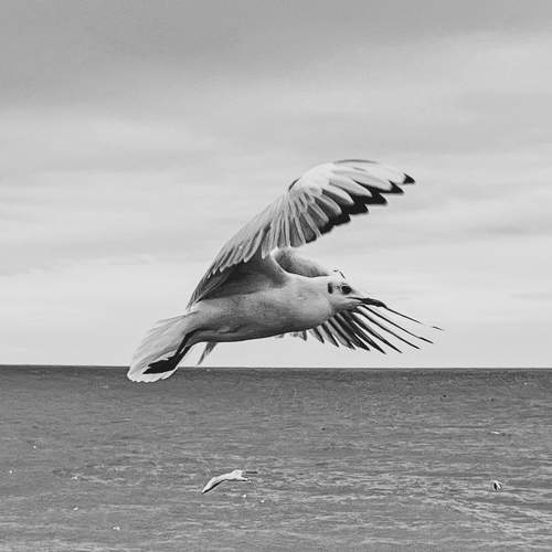 Photo #8793245
