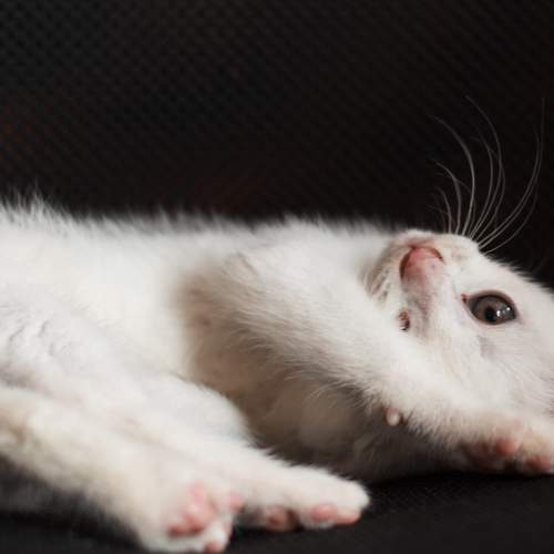 Photo #8796320