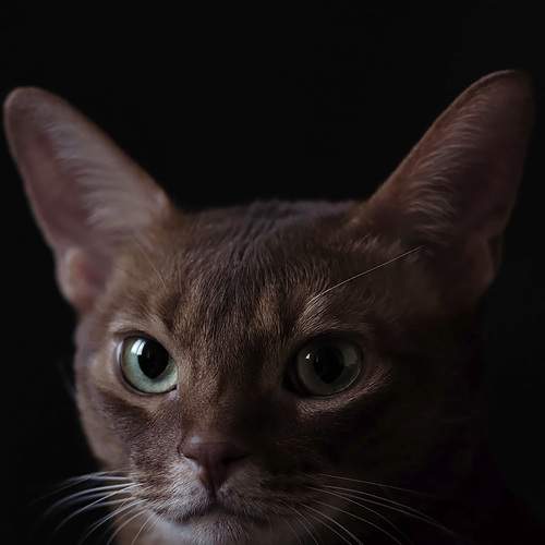 Ulysses