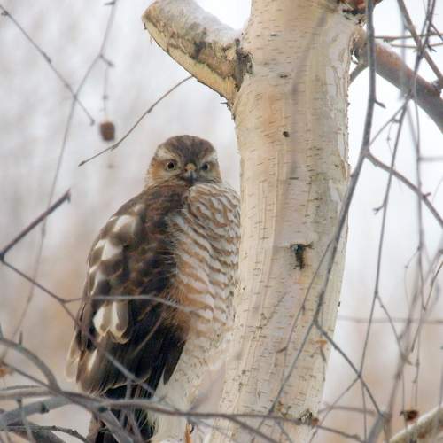 Photo #8796798