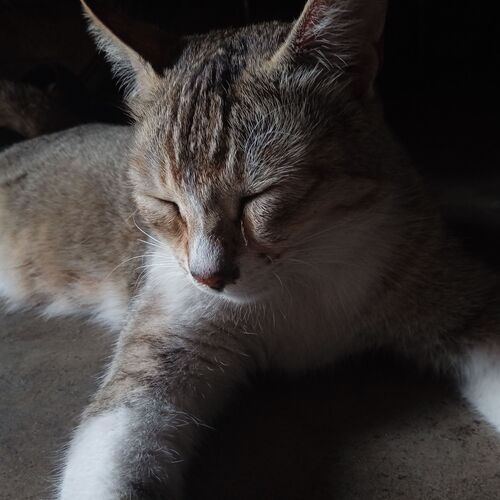 The sleeping beauty