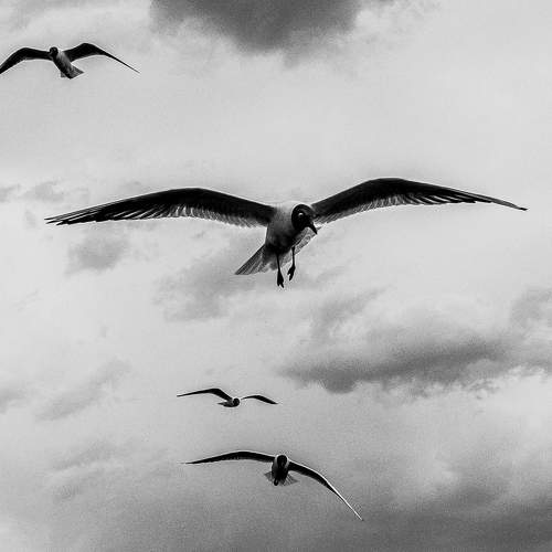 Photo #8797363