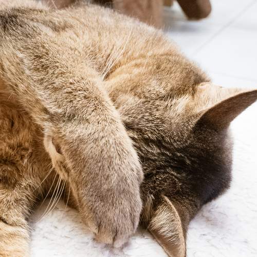 Photo #8797393