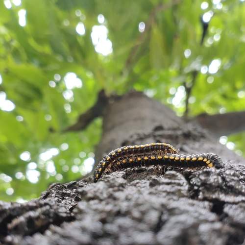 The Intimate Embrace: A Photo of Yellow-Spotted Millipede Mating