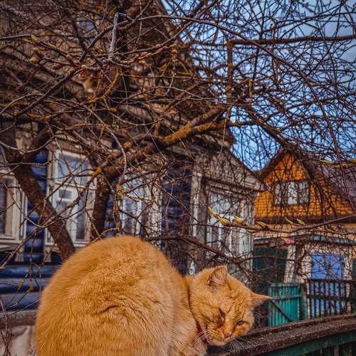 Photo #8799679