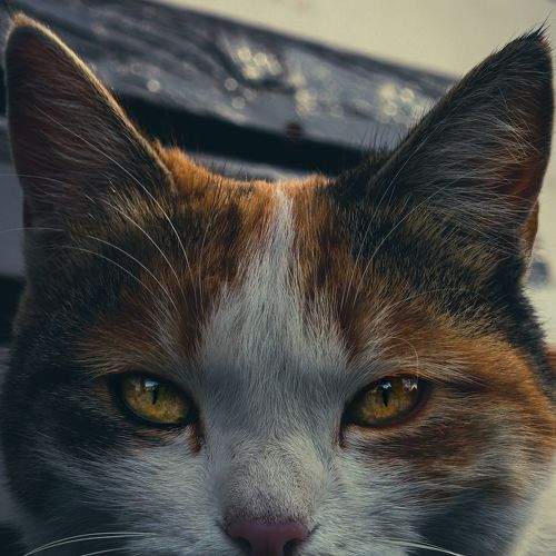 Photo #8800504