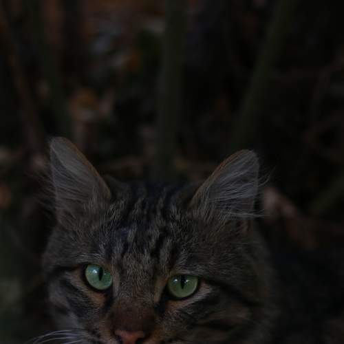 Photo #8800511
