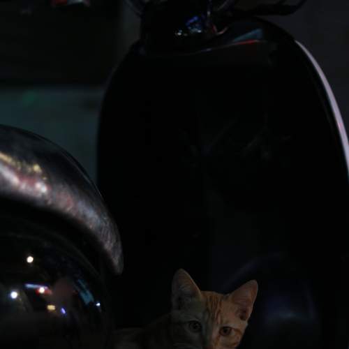 Photo #8800516