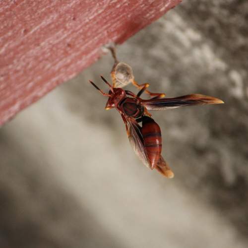 Photo #8800676