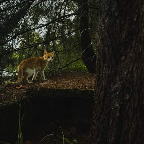 Photo #8801060
