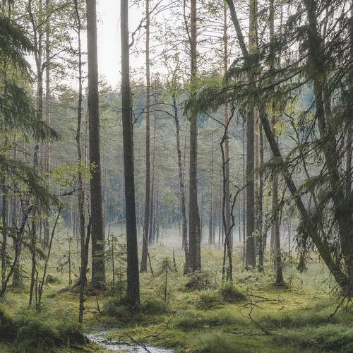Photo #8801506