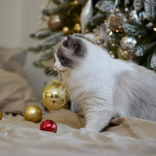 Photo #8801512