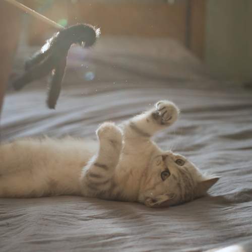 Photo #8801575