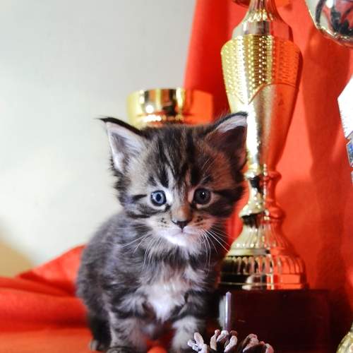 Photo #8801730