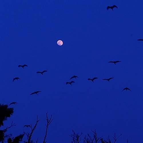 Photo #8801773