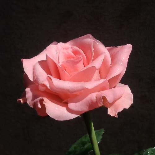 Photo #8801817