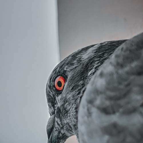 Pigeon?️