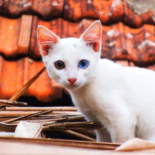Photo #8803374