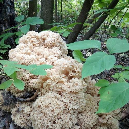 Photo #8804212