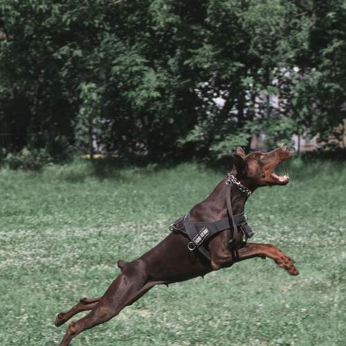 Photo #8804214
