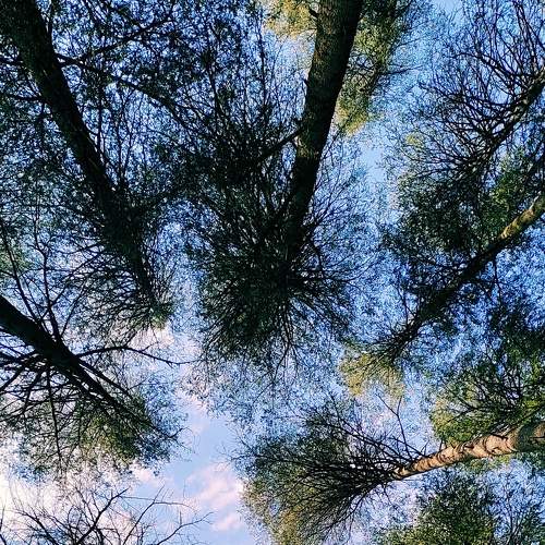 When tree says is sky is limit?