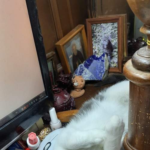 Photo #8804750