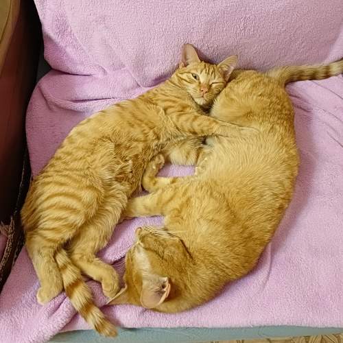 Photo #8804827