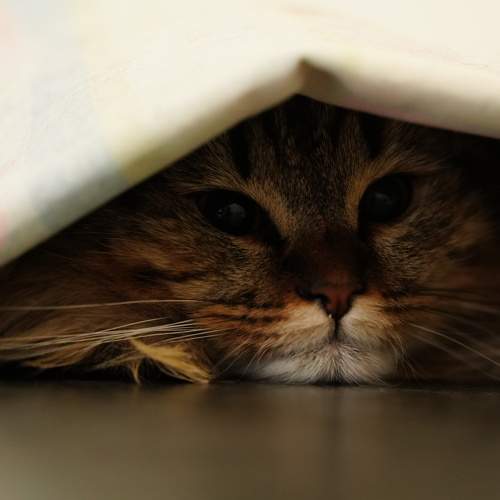 Photo #8806482