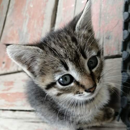 Photo #8806722