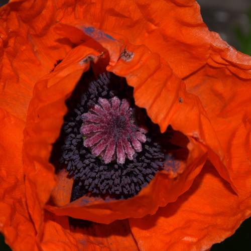 Photo #8807455