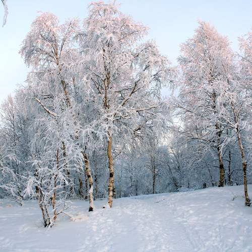 Photo #8807524