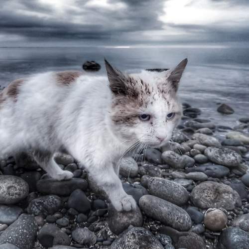 Photo #8807891