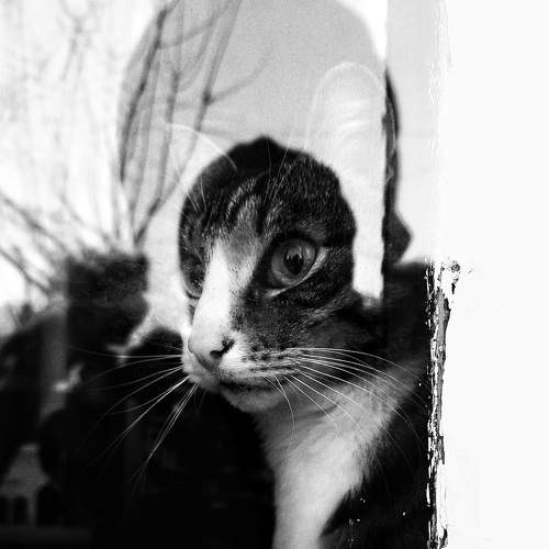 Photo #8808122