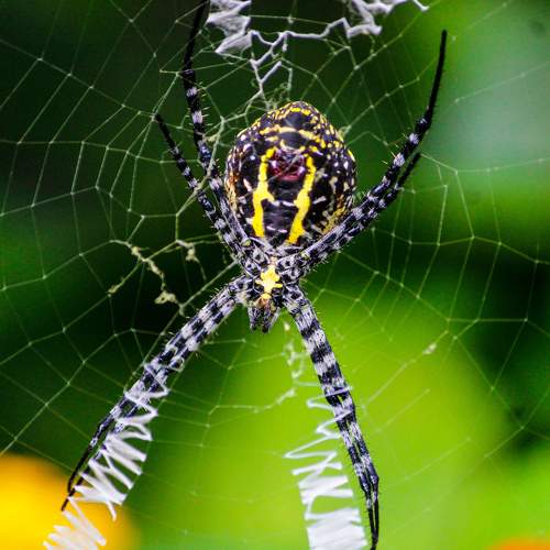 Wildlife photography