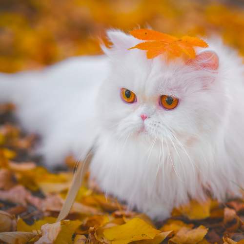 Photo #8808157