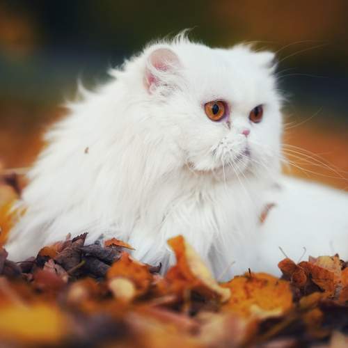 Photo #8808158