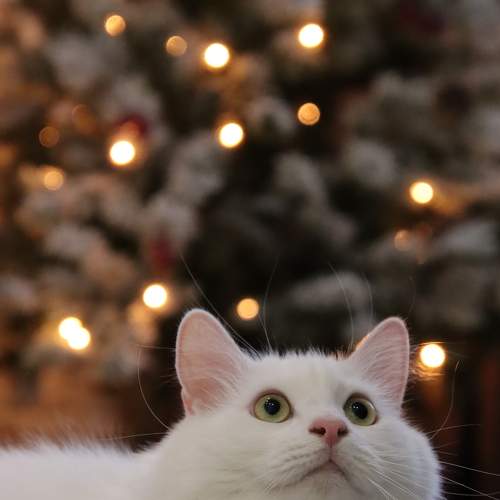 Photo #8808174