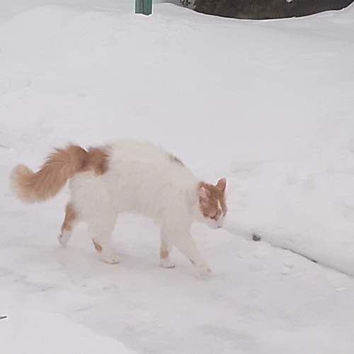 Photo #8808553