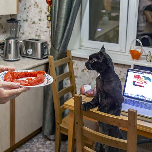 Рыбы и коты