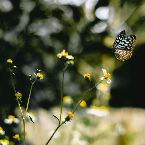 Butterfly