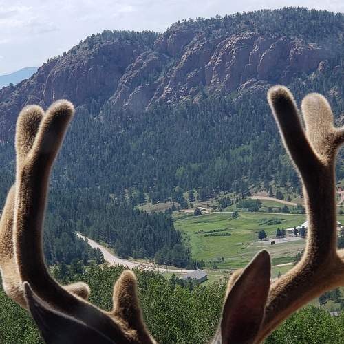 WATCH DEER OVER THE VALLEY