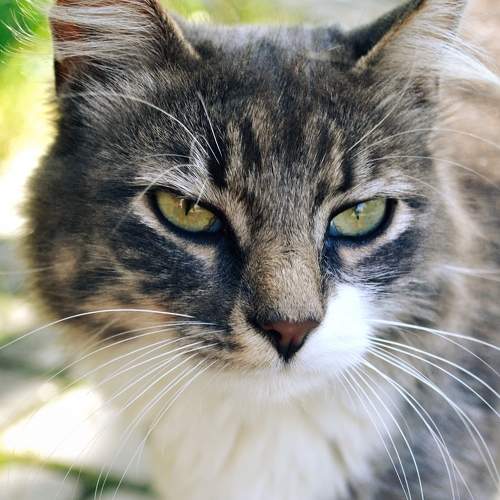Photo #8811930