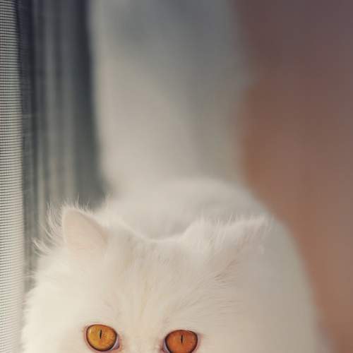 Photo #8811953