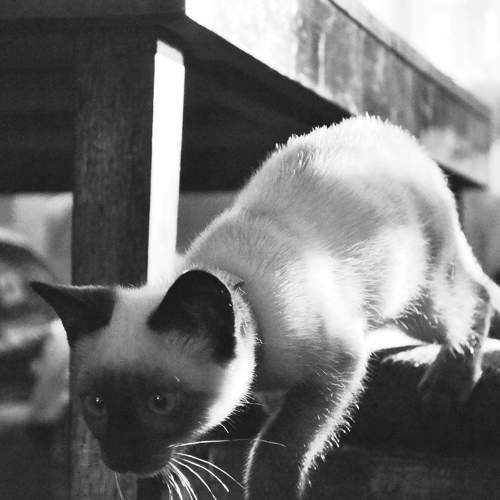 Photo #8811981