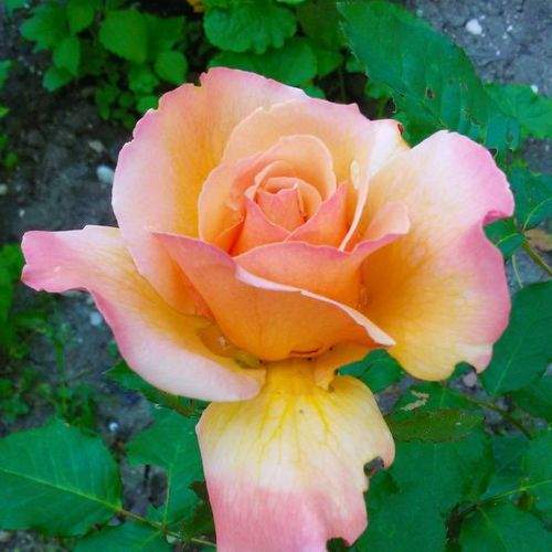 Roses are the joy of the world. Розы - радость мира.